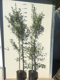 Pianta di ulivo Leccino foto reali H 150cm