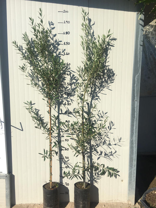 Pianta di ulivo Frantoio foto reali H 150 cm