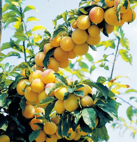 Pianta di Susino Sorriso di Primavera vaso 24cm