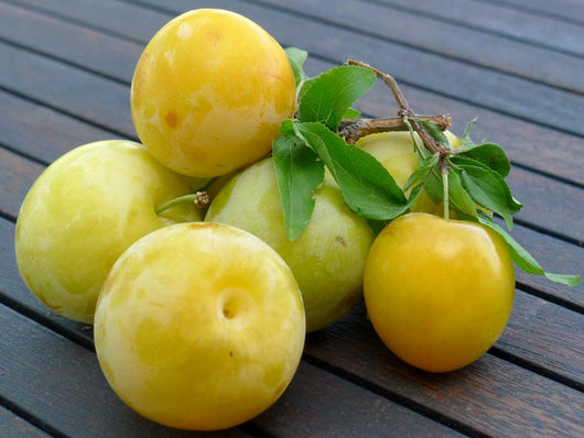 Pianta di Susino Sorriso di Primavera vaso 24cm