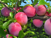 Pianta di Susino Santa Rosa vaso 24