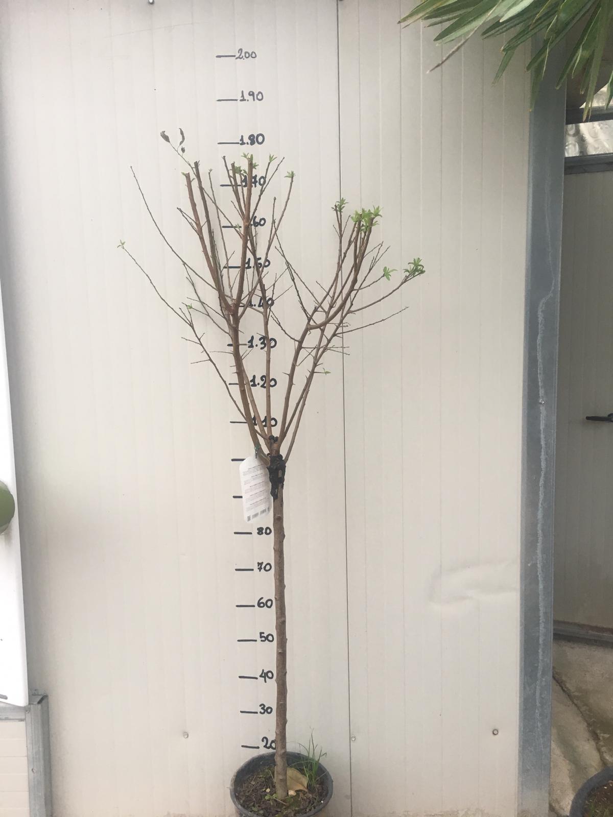 Pianta di Susino Santa Rosa vaso 24