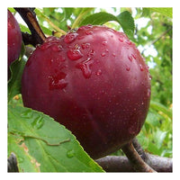 Pianta di Susino Sangue di Drago vaso 24cm