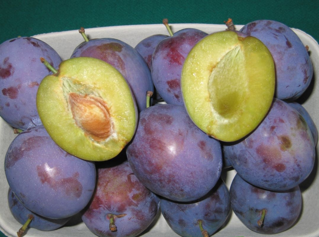 Pianta di Susino President vaso 24cm