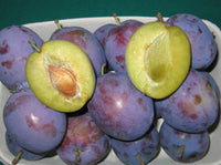 Pianta di Susino President vaso 24cm