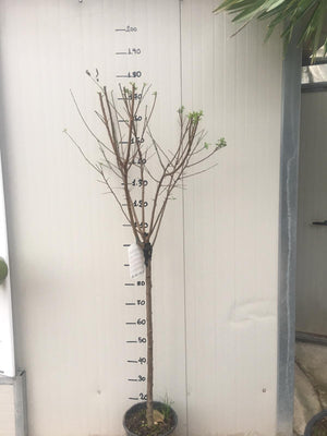 Pianta di Susino President vaso 24cm