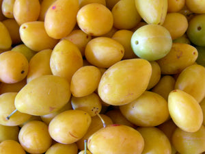 Pianta di Susino Pappagona in vaso foto reali