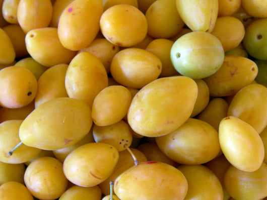 Pianta di Susino Pappagona in vaso foto reali