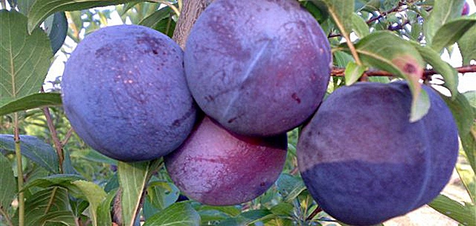 Pianta di Susino Friar vaso 24cm foto reali