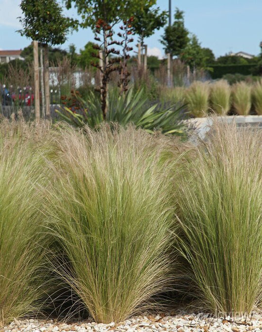 Pianta di Stipa Tenuissima vaso 24cm foto reali