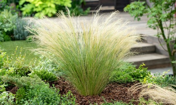 Pianta di Stipa Tenuissima vaso 24cm foto reali