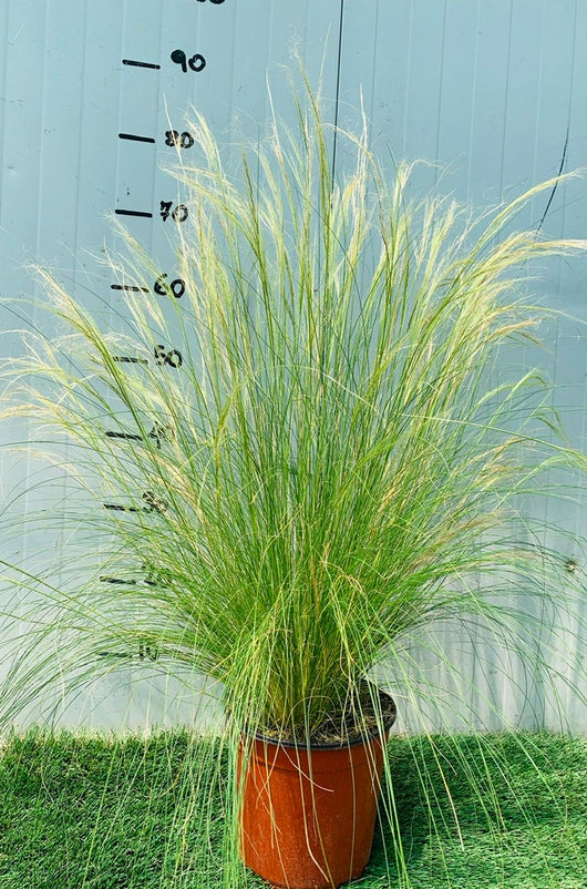 Pianta di Stipa Tenuissima vaso 24cm foto reali