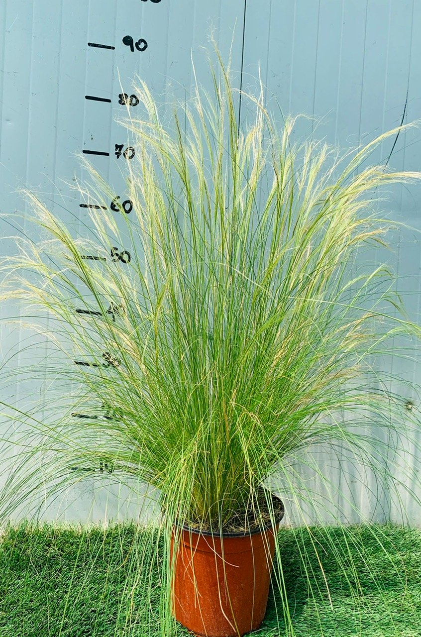Pianta di Stipa Tenuissima vaso 24cm foto reali