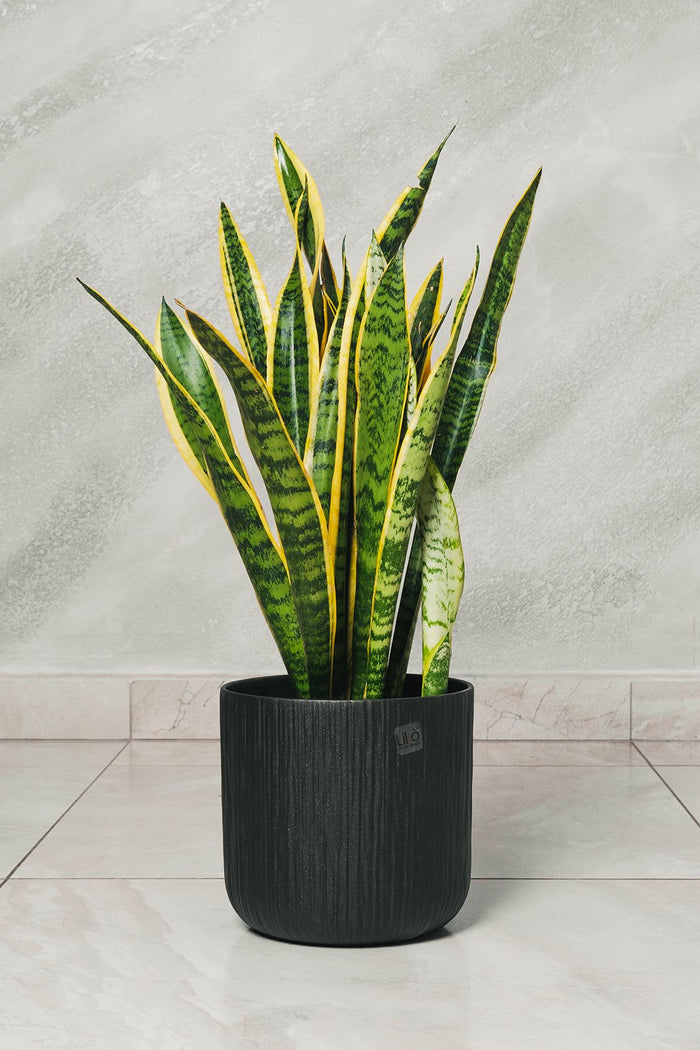 Pianta di Sansevieria Vaso 18cm H 50cm foto reali pianta d'appartamento