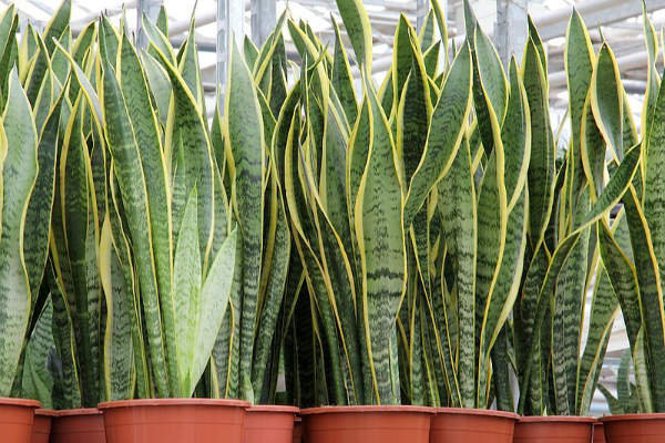 Pianta di Sansevieria Vaso 18cm H 50cm foto reali pianta d'appartamento