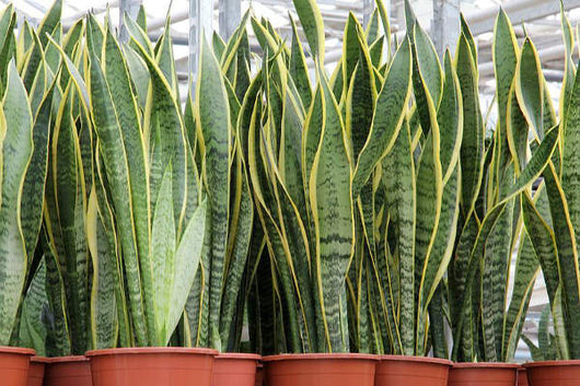 Pianta di Sansevieria Vaso 18cm H 50cm foto reali pianta d'appartamento