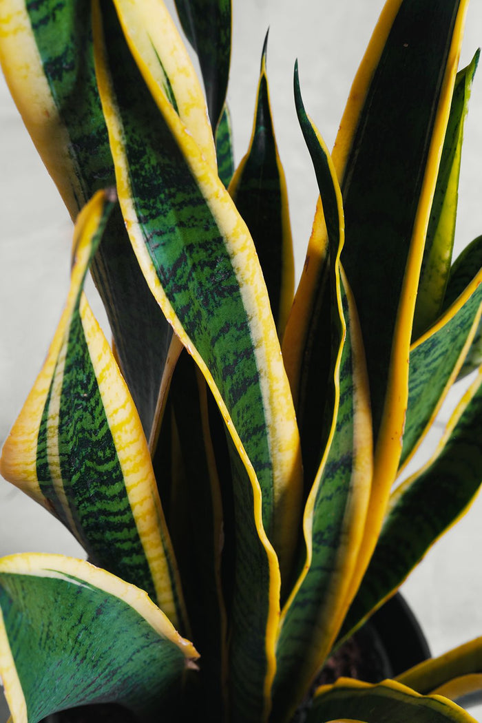 Pianta di Sansevieria Vaso 18cm H 50cm foto reali pianta d'appartamento