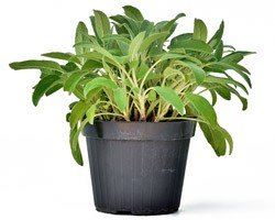 PIANTA DI SALVIA VASO 14CM PIANTA AROMATICA