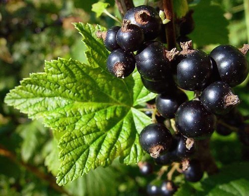 Pianta di Ribes rubrum nero vaso 18cm foto reali