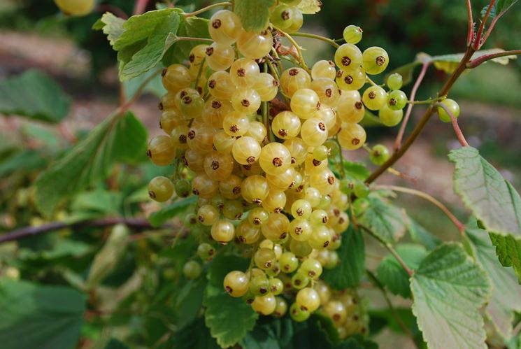 Pianta di Ribes Rubrum bianco vaso 18cm