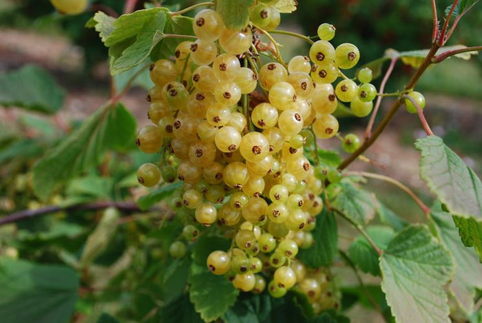 Pianta di Ribes Rubrum bianco vaso 18cm