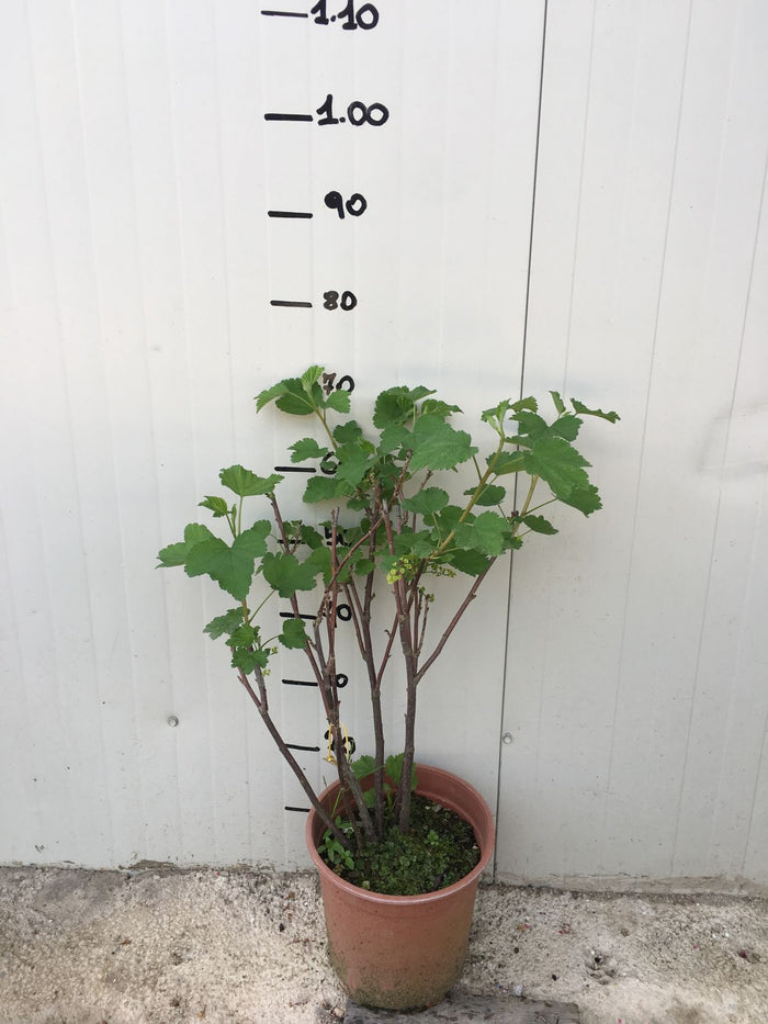 Pianta di Ribes Rubrum bianco vaso 18cm