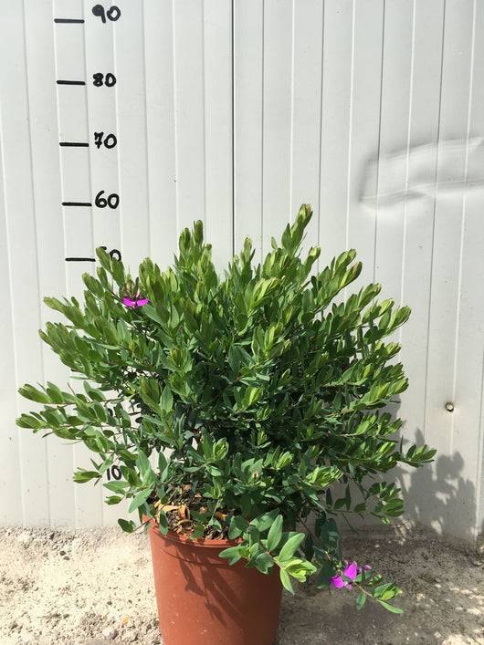 Pianta di Polygala Myrtifolia vaso 22cm