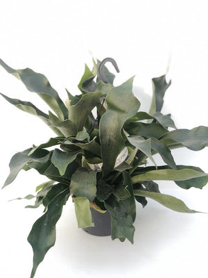 Pianta di Platycerium, felce a corna d'alce in vaso 17 cm