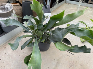 Pianta di Platycerium, felce a corna d'alce in vaso 17 cm