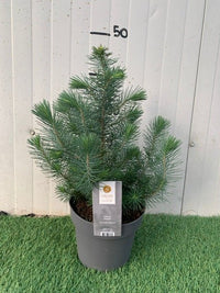 Pianta di Pinus Pinea Silver Crest Pino domestico h 45cm foto reali
