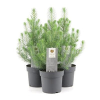 Pianta di Pinus Pinea Silver Crest Pino domestico h 45cm foto reali