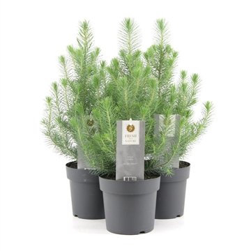 Pianta di Pinus Pinea Silver Crest Pino domestico h 45cm foto reali