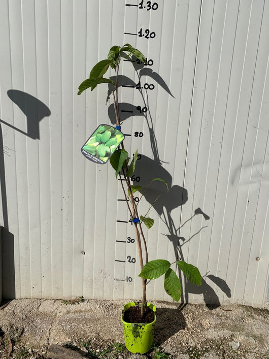 PIANTA DI PIANTA DI ASIMINA TRILOBA BANANO DI MONTAGNA H 80cm