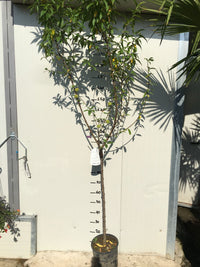 Pianta di Pesco Springcrest vaso 24cm