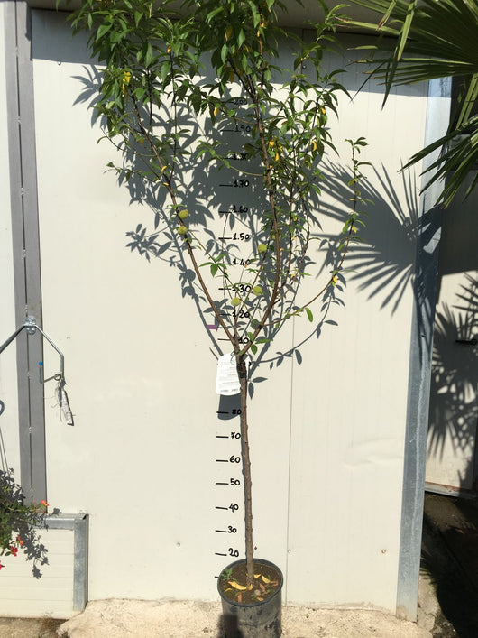 Pianta di Pesco Springcrest vaso 24cm