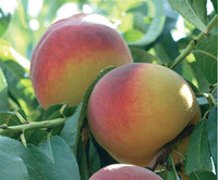 Pianta di pesco percoca in vaso foto reali