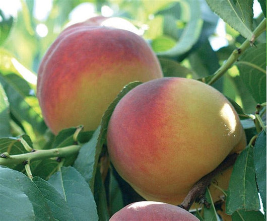 Pianta di pesco percoca in vaso foto reali