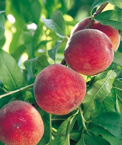 Pianta di Pesco Michelini foto reali