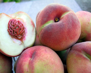 Pianta di Pesco Michelini foto reali