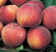 Pianta di Pesco Impero vaso 24cm