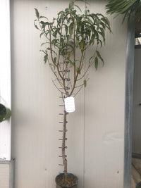 Pianta di Pesco Impero vaso 24cm