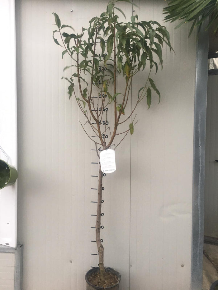 Pianta di Pesco Impero vaso 24cm