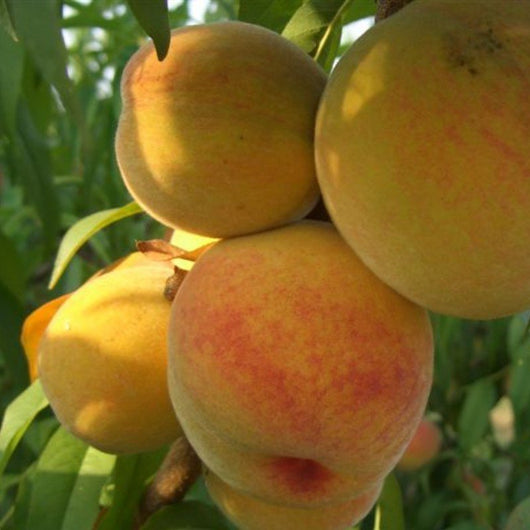 Pianta di Pesco Baby Gold 7 vaso 24cm