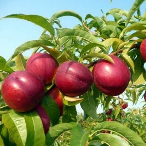 Pianta di Pesca Noce May Grand vaso 24cm