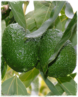 Pianta di Persea americana Avocado Bacon innestata foto reali H 100CM