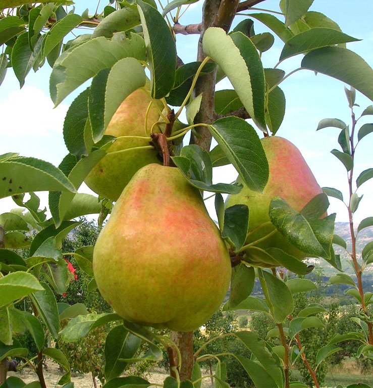 Pianta di Pero William Foto reali