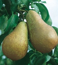 Pianta di Pero Spadona d'Estate in vaso 24cm