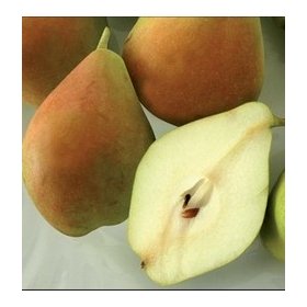 Pianta di Pero Spadona d'Estate in vaso 24cm