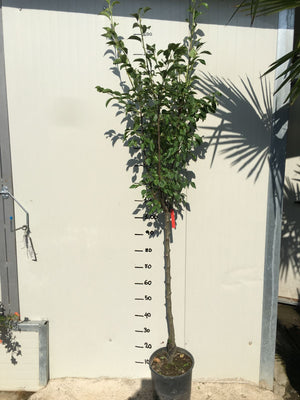 Pianta di Pero Coscia foto reali