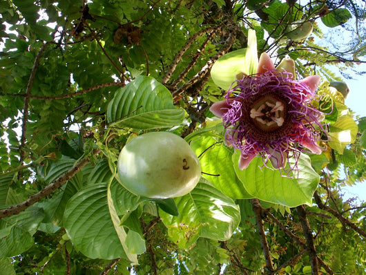 PIANTA DI PASSIFLORA quadrangularis H 100CM